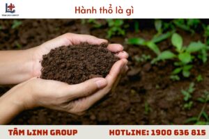 Hành thổ là gì